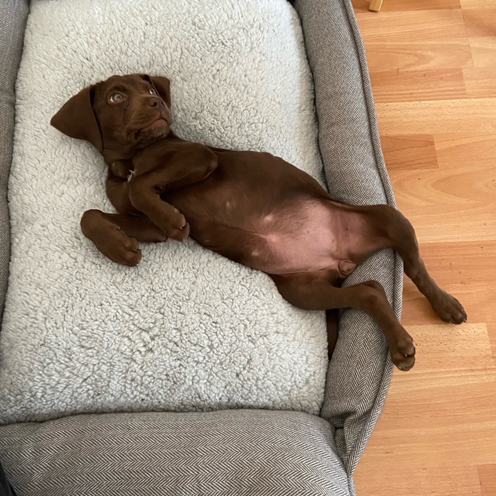Meet Bailey Part 2 — - Picture 6 of 16